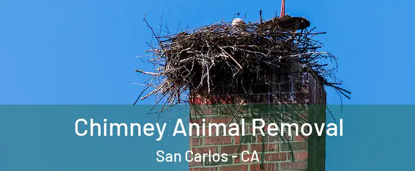  Chimney Animal Removal San Carlos - CA