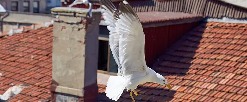 Residential Chimney Animal Removal Solution in San Carlos, CA