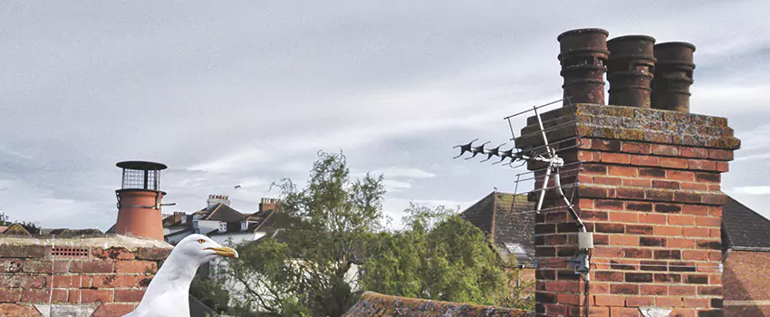 Chimney Cleaning And Restoration in San Carlos, California